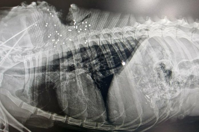 One dog wounded by gunfire, the other is believed to be dead